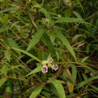 Strobilanthes schomburgkii (Craib) J.R.I.Wood